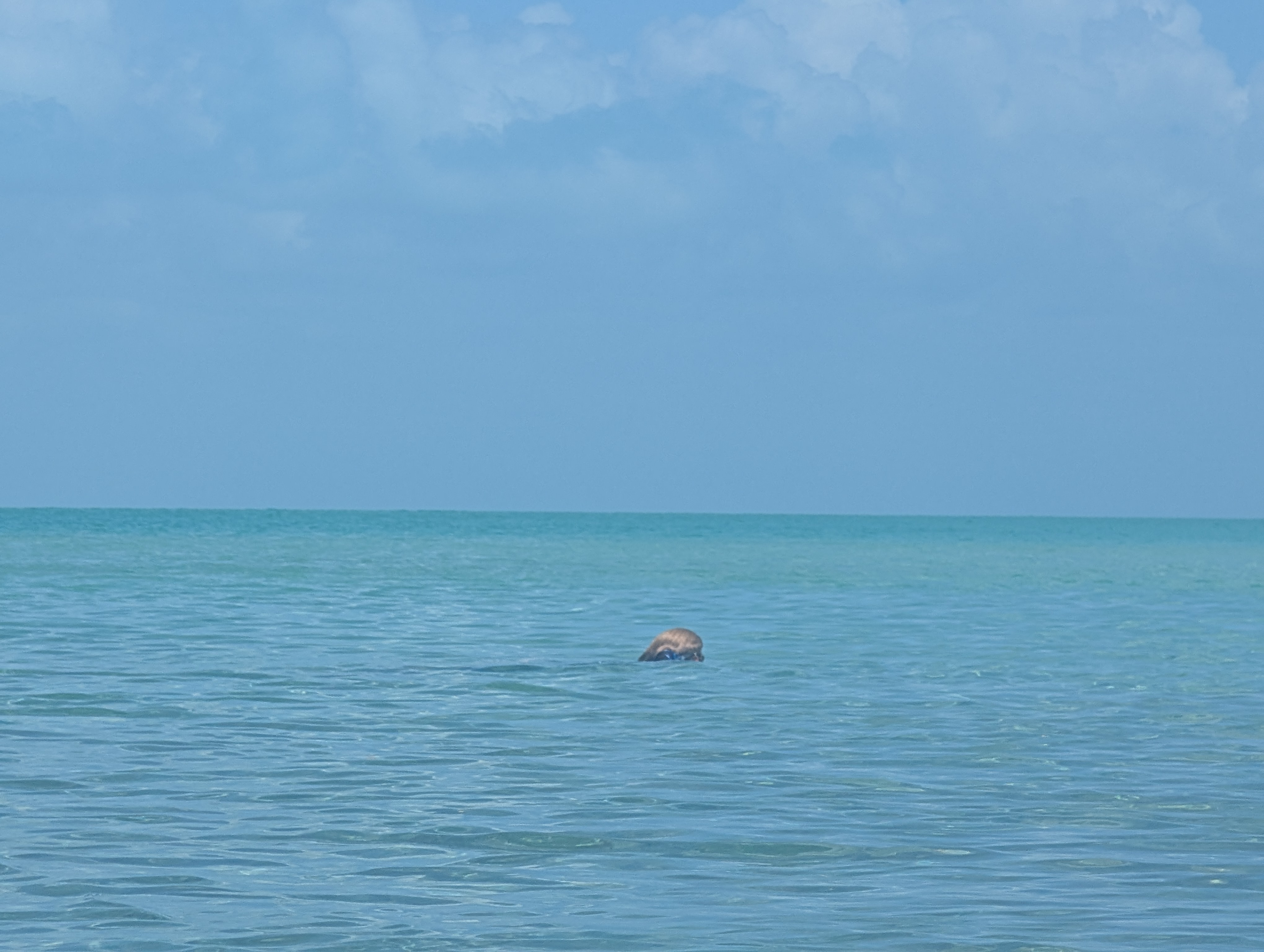 Belize reef and Caribbean sea scene near Ambergris Caye